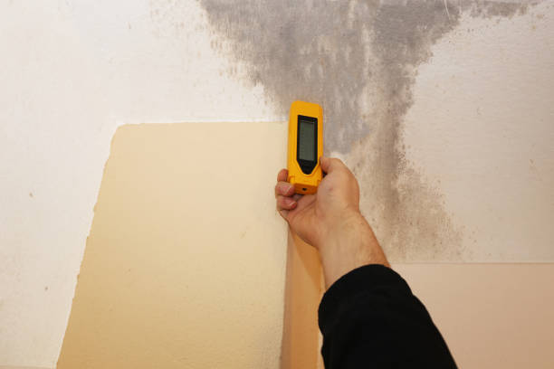 Best Mold Odor Removal Services  in Tubac, AZ