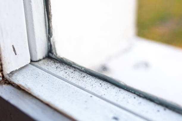 Mold Odor Removal Services in Tubac, AZ