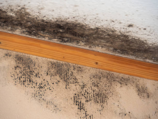 Best Indoor Air Quality Assessment  in Tubac, AZ