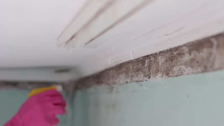 Best Mold Damage Restoration  in Tubac, AZ